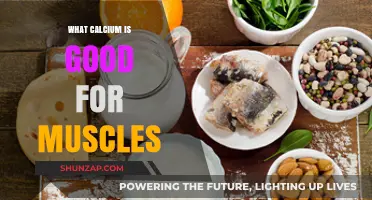 Unlocking Muscle Health: The Best Calcium Sources Revealed