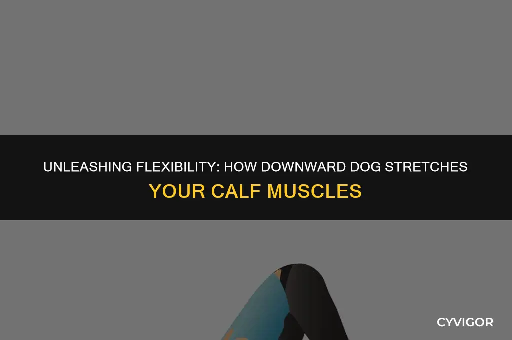 what calf muscle does downdog stretch