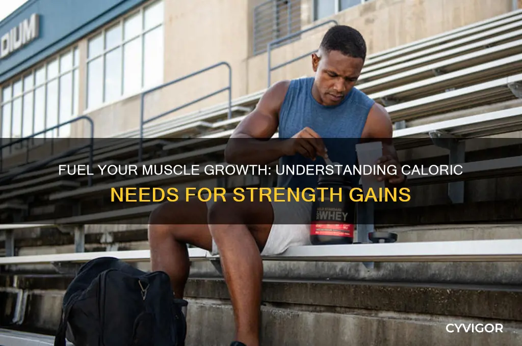 what calories do i need to gain muscle
