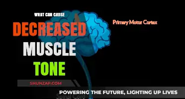 Muscle Tone Loss: What Are the Causes?