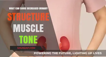Urinary Muscle Tone: Factors Affecting Bladder Control