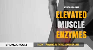 Elevated Muscle Enzymes: Causes and Underlying Factors