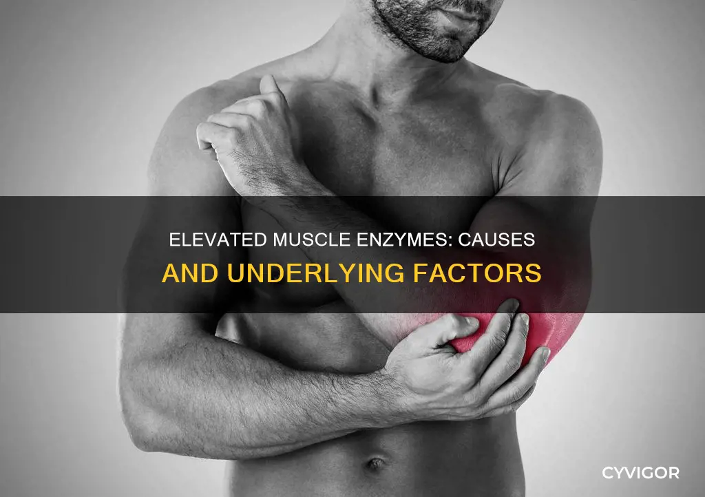 what can cause elevated muscle enzymes