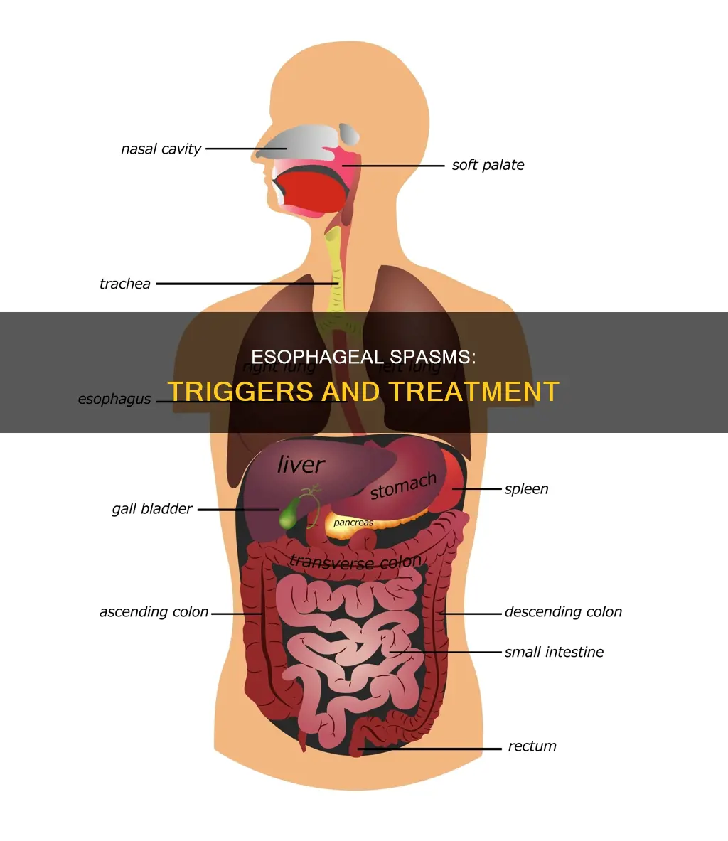 what can cause esophageal muscle spasms