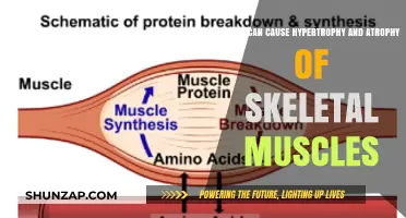 Understanding Muscle Growth and Decay: Hypertrophy and Atrophy Explained