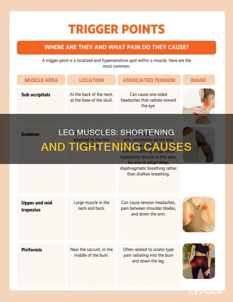 what can cause many leg muscles to ahorten and tighten