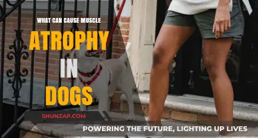Muscle Atrophy in Dogs: Causes and Prevention