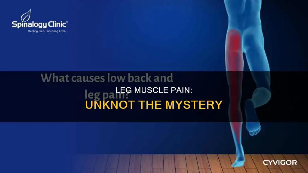 what can cause muscle pain and knots in the legs