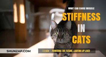 Muscle Stiffness in Cats: What Are the Causes?