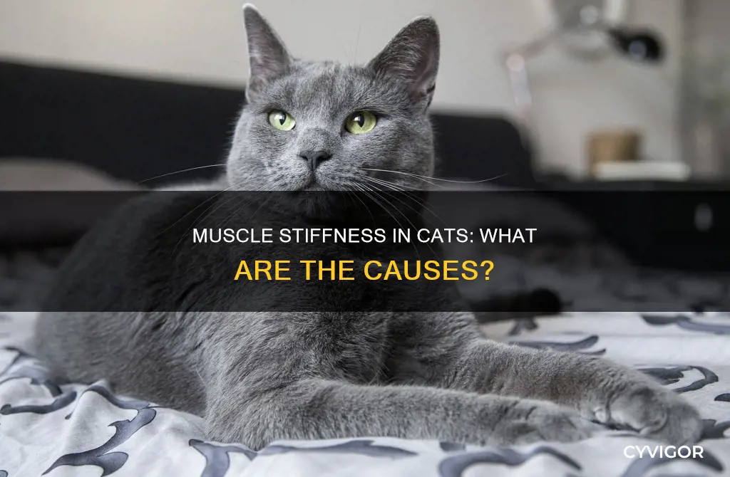 what can cause muscle stiffness in cats