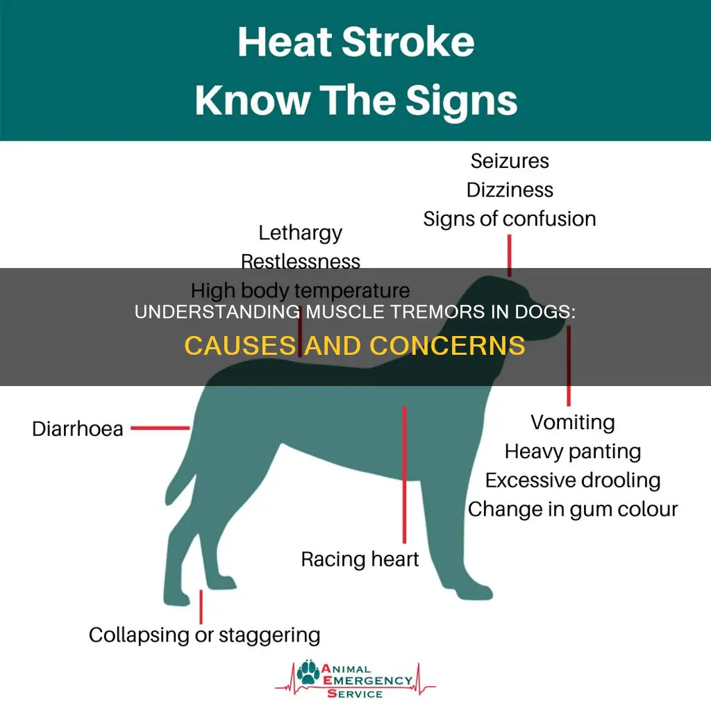 what can cause muscle tremors in dogs