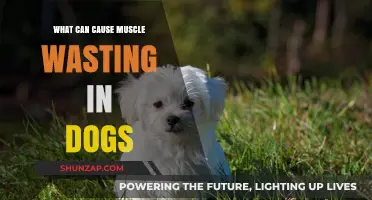 Muscle Wasting in Dogs: What Are the Causes?