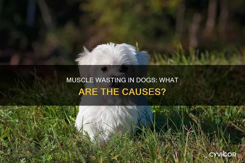 what can cause muscle wasting in dogs