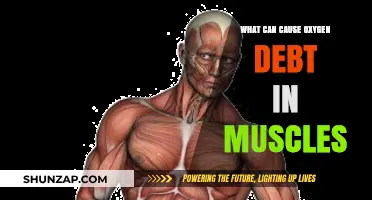 Understanding Oxygen Debt: Causes in Muscle During Intense Physical Activity