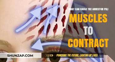 What Triggers Arrector Pili Muscle Contractions? Causes Explained