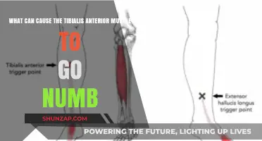 Tibialis Anterior Numbness: Causes and Contributing Factors Explained
