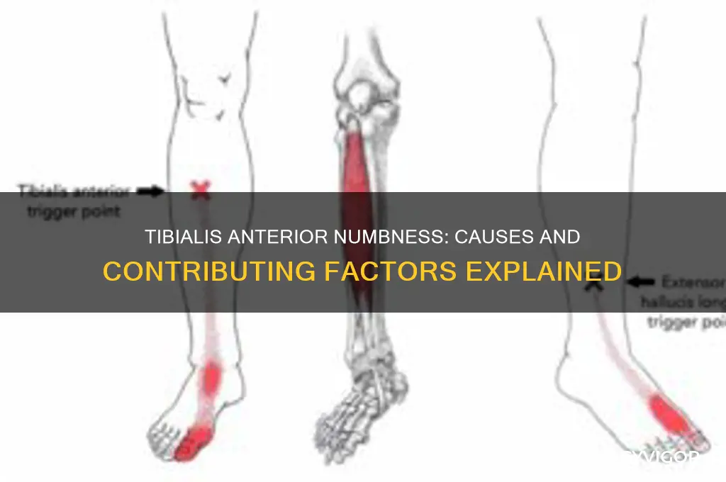 what can cause the tibialis anterior muscle to go numb