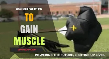 High-Protein Foods to Help Your Dog Build Muscle Safely
