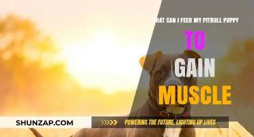 Best Muscle-Building Foods for Your Growing Pitbull Puppy's Diet