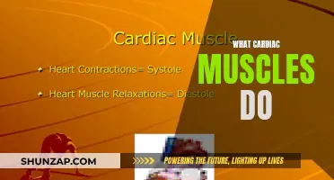 Cardiac Muscles: Pumps and Powerhouses