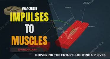 How Impulses Reach Muscles and Make Us Move