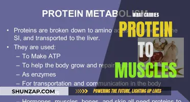 How Protein is Transported to Muscles