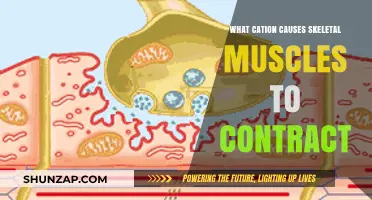 Calcium's Role: How Cations Trigger Skeletal Muscle Contractions