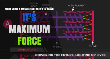 Maximizing Muscle Contraction: Unlocking the Science Behind Peak Force Generation