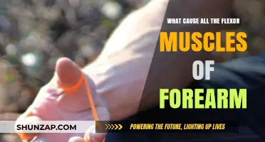 Understanding the Causes of Forearm Flexor Muscle Strain and Injury