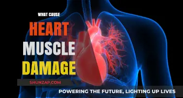 Understanding the Causes of Heart Muscle Damage: Key Factors Explained