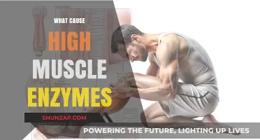 Understanding High Muscle Enzymes: Causes and Potential Health Implications
