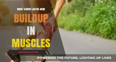 Understanding Lactic Acid Buildup: Causes and Muscle Fatigue Explained