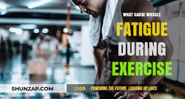 Understanding Muscle Fatigue: Causes During Exercise and Recovery Tips