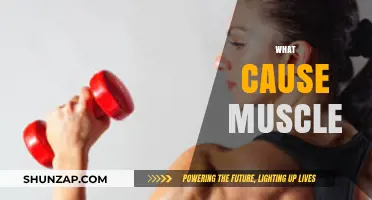 Understanding Muscle Growth: Factors That Cause Muscles to Develop and Strengthen