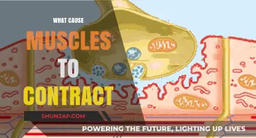 Understanding Muscle Contractions: Causes, Mechanisms, and Key Triggers