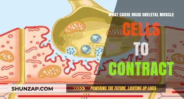 Unraveling the Mechanisms Behind Rigid Skeletal Muscle Contractions