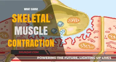 Understanding the Key Mechanisms Behind Skeletal Muscle Contraction