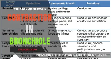Mechanisms Triggering Bronchiole Smooth Muscle Contraction: Causes and Insights
