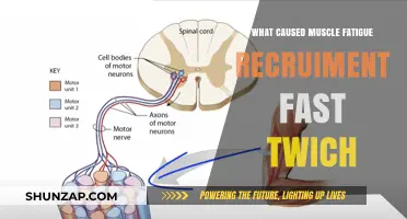 Understanding Muscle Fatigue: Fast-Twitch Recruitment Causes and Solutions