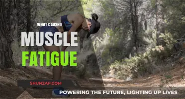 Unraveling Muscle Fatigue: Causes, Mechanisms, and Prevention Strategies