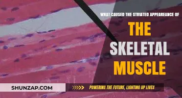 Unraveling the Striated Appearance of Skeletal Muscle: Causes Explained