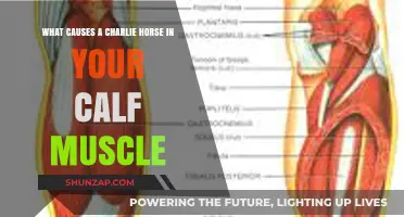 Understanding the Causes of Painful Calf Muscle Charlie Horses