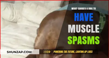 Understanding Muscle Spasms in Dogs: Causes and Concerns
