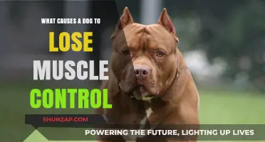 Understanding Canine Muscle Control Loss: Causes and Concerns