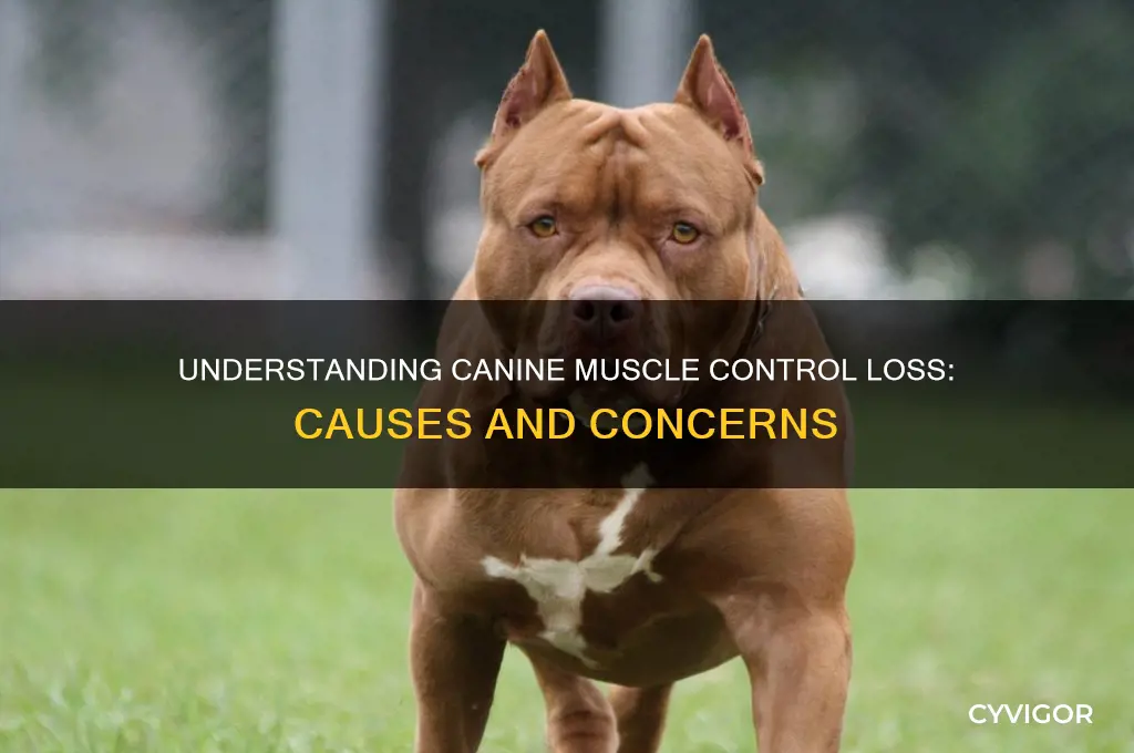 what causes a dog to lose muscle control
