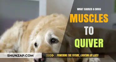 Why Do Dog Muscles Twitch? Uncovering the Causes of Canine Quivers