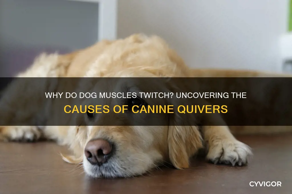 what causes a dogs muscles to quiver