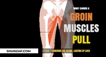 Understanding Groin Muscle Pulls: Causes, Prevention, and Recovery Tips