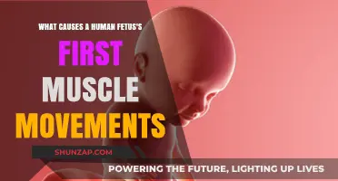 Unveiling the Origins of a Fetus's First Muscle Movements