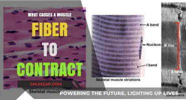 Unraveling the Science Behind Muscle Fiber Contraction: Key Triggers Explained